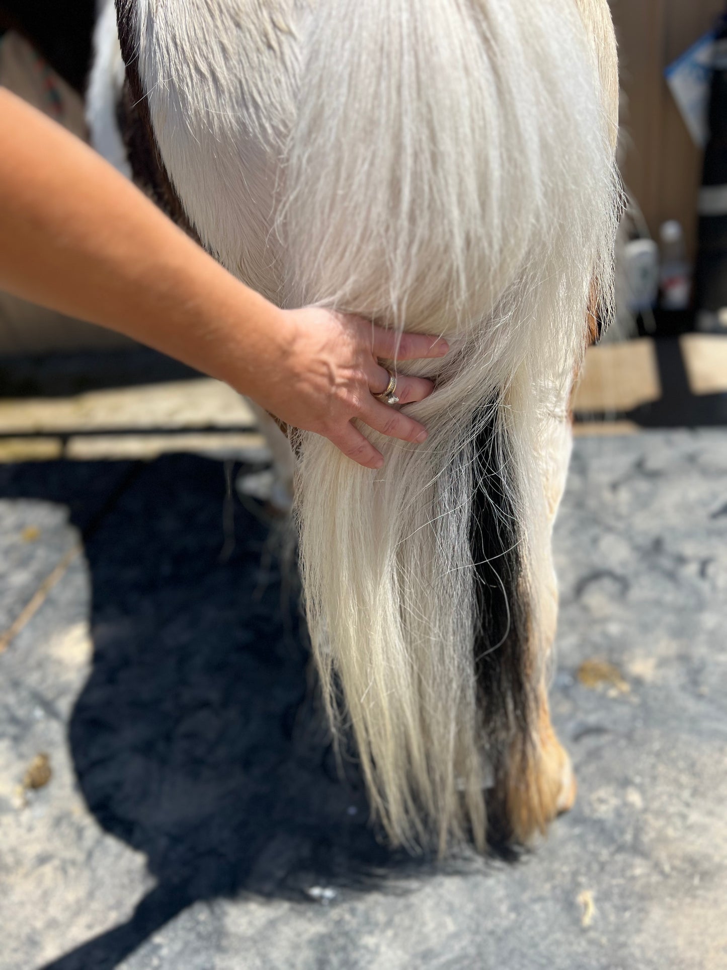 Silverfire Tail Whitening System
